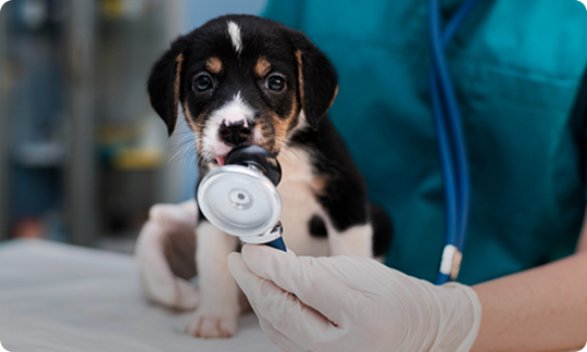 Cachorro de perro en consulta veterinaria siendo atendido con instrumental médico