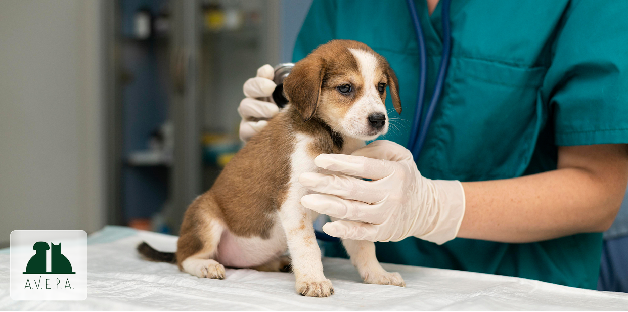 Profesional veterinario examinando con fonendoscopio a un cachorro de perro sobre una mesa de consulta, con el logotipo de AVEPA en la esquina inferior izquierda.