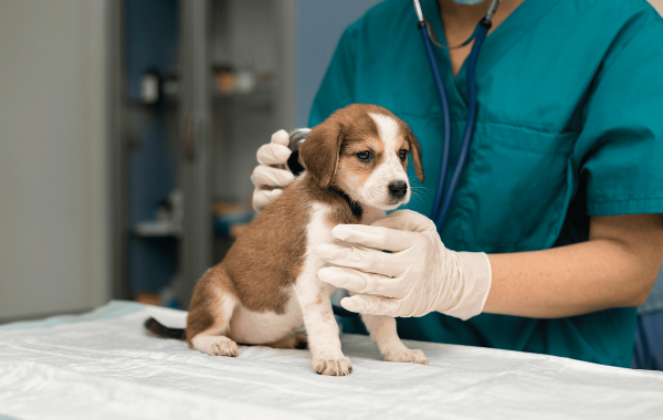 Caso de éxito de AVEPA – Desarrollo a medida e integraciones Profesional veterinario examinando con fonendoscopio a un cachorro de perro sobre una mesa de consulta